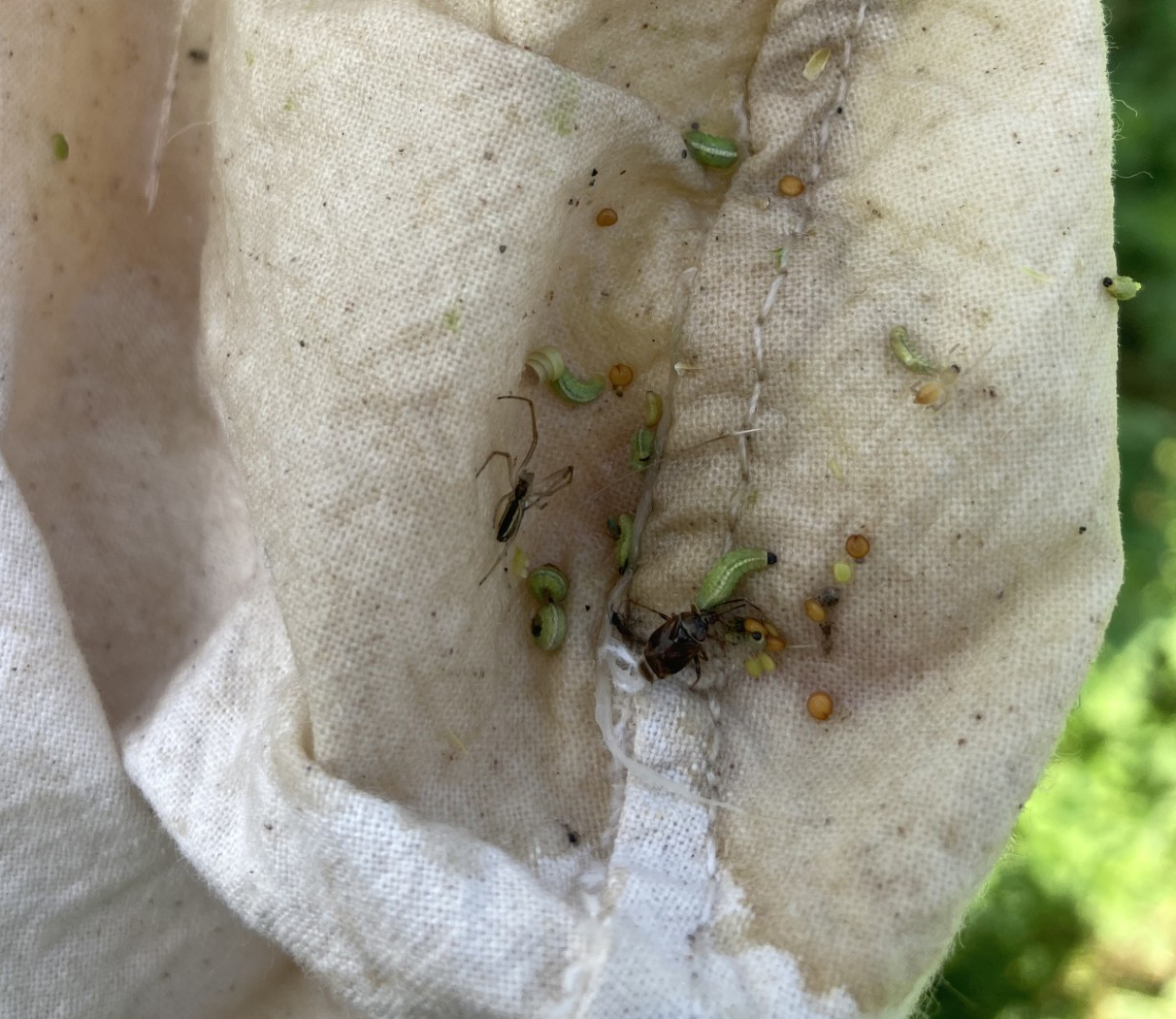 Close-up of a sweep net containing small green alfalfa weevil larvae, frass pellets, and a few other insects collected during field scouting.